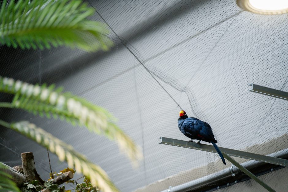 Lietuvos zoologijos sode – naujokas tinginys