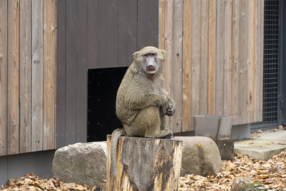 Lietuvos zoologijos sodas – vėl atviras: laukia nauji gyvūnai ir neatpažįstamai pasikeitusios erdvės