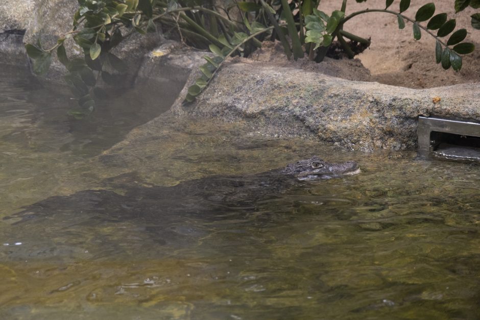 Lietuvos zoologijos sodas – vėl atviras: laukia nauji gyvūnai ir neatpažįstamai pasikeitusios erdvės