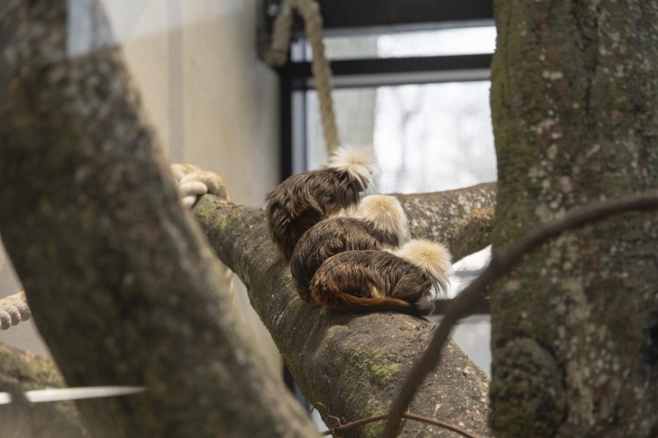 Lietuvos zoologijos sodas – vėl atviras: laukia nauji gyvūnai ir neatpažįstamai pasikeitusios erdvės