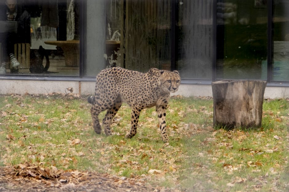 Lietuvos zoologijos sodas – vėl atviras: laukia nauji gyvūnai ir neatpažįstamai pasikeitusios erdvės