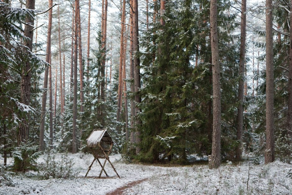 Miškininkai baiminasi pertvarkos: nebebus kam prižiūrėti miškų