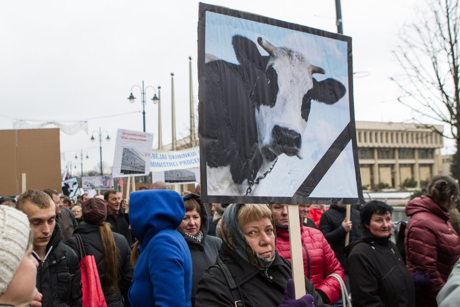 Pieno gamintojai į piketą atsivežė tik karvės griaučius