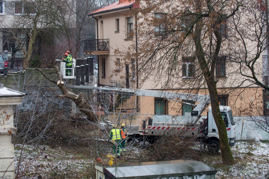 Valdžia laidoja save, o ne kertamus medžius