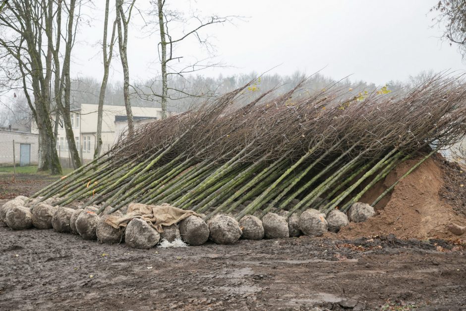 Trakų Vokės dvaras turės naujų liepų alėją