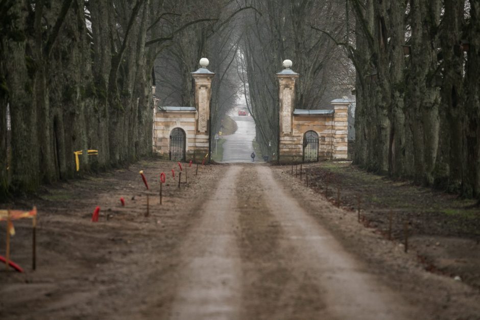 Trakų Vokės dvaras turės naujų liepų alėją