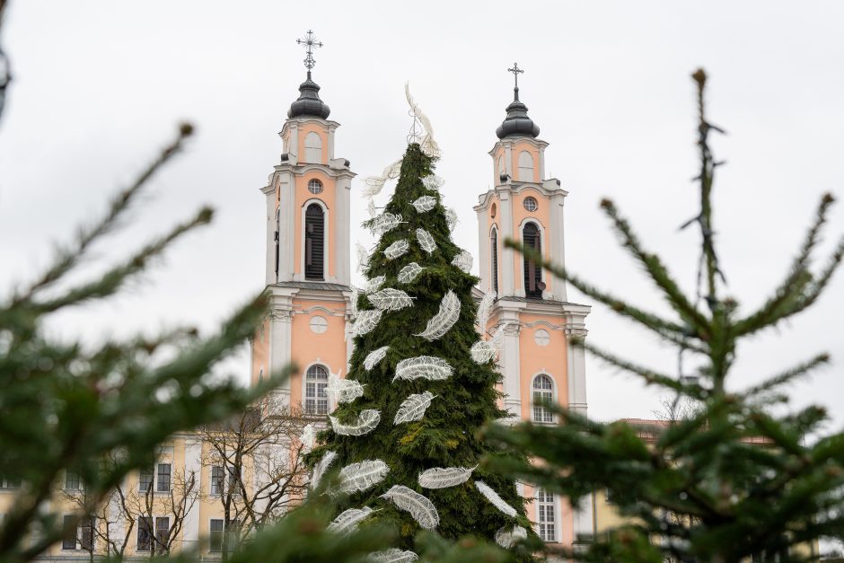 Kauno eglė jau pasirodė visu gražumu: ką mano miestiečiai?