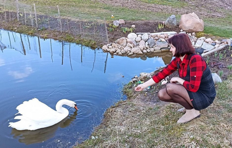 Kolekcininkei gyvenimą praskaidrina gulbės