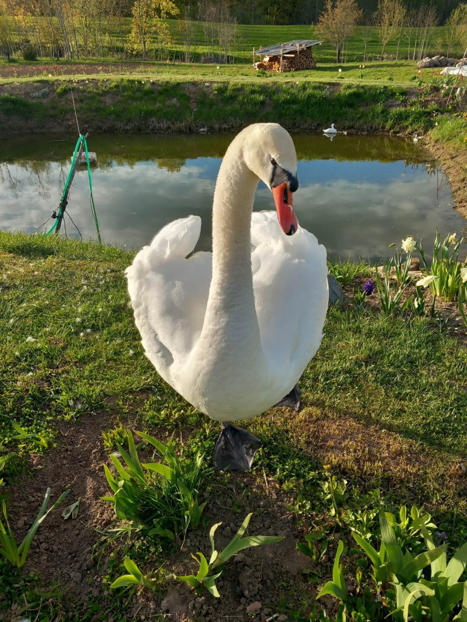 Kolekcininkei gyvenimą praskaidrina gulbės