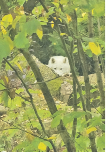 Lietuvos zoologijos sodo gyventojus džiugino karščiai