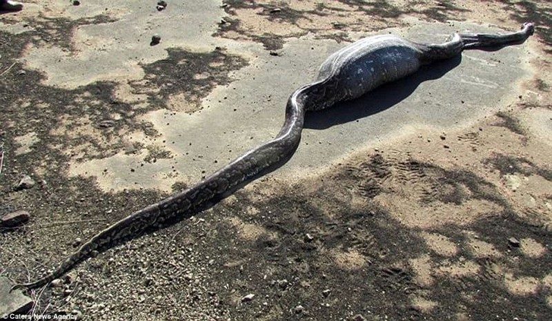 Godų pitoną pražudė 13 kg svėrusi dygliakiaulė