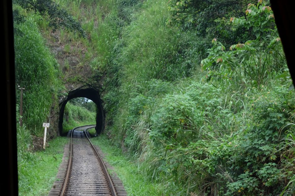 Žalių turistų godos: netyčia Šri Lankoje