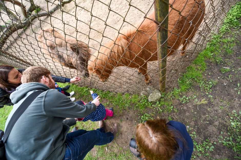 Naują sezoną zoologijos sode – nauji gyvūnai