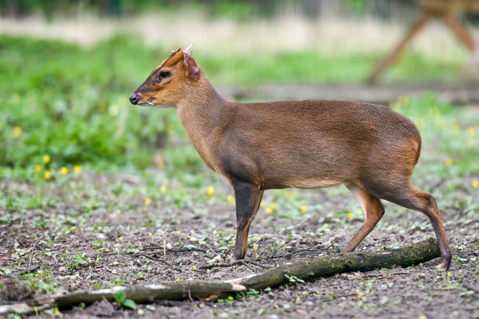 Naują sezoną zoologijos sode – nauji gyvūnai