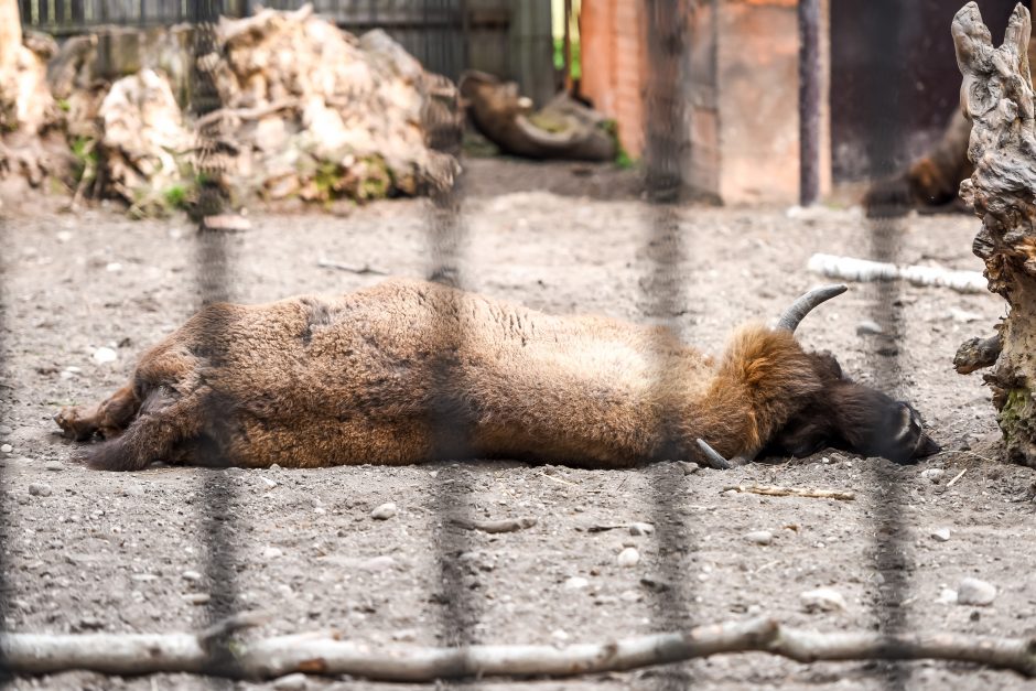 Naują sezoną zoologijos sode – nauji gyvūnai