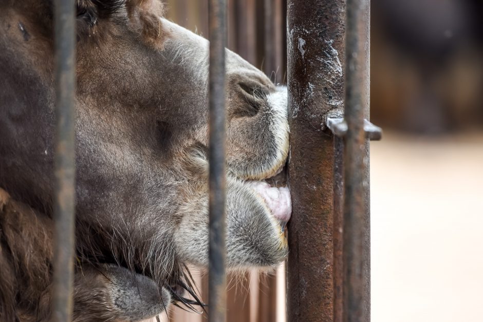 Naują sezoną zoologijos sode – nauji gyvūnai