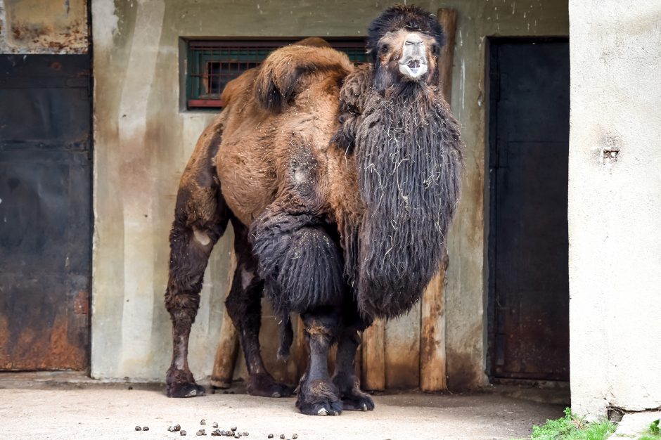 Naują sezoną zoologijos sode – nauji gyvūnai