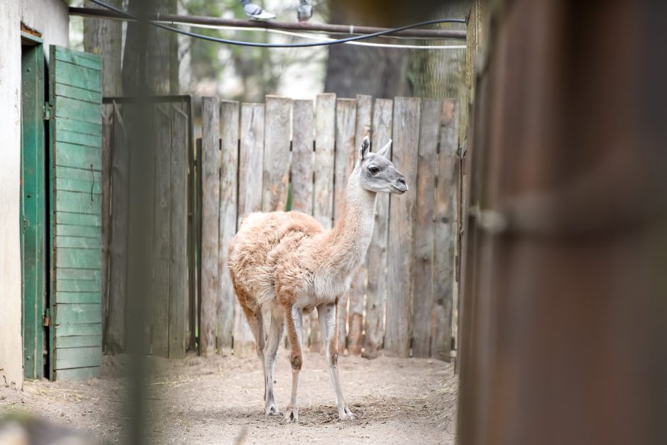 Naują sezoną zoologijos sode – nauji gyvūnai