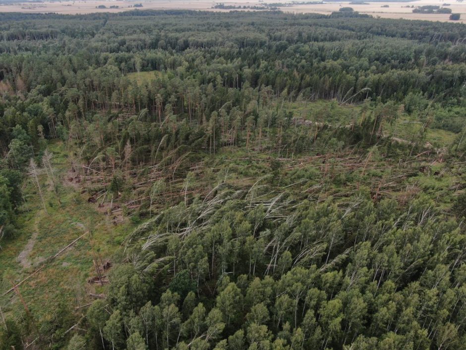 Audra prasiautė negailestingai: miškuose nuvertė per 50 tūkst. medžių