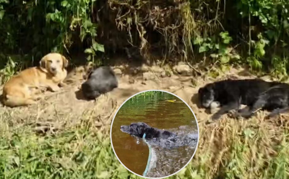 Vaikai neleido nugaišti krante paliktiems šunims: per upę du nešant ant rankų, trečias plaukė pats