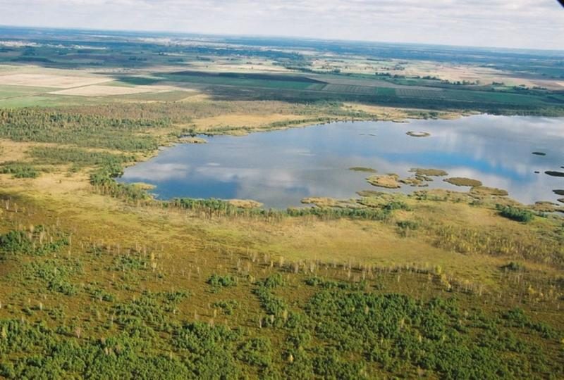 Nuskurdintos vertingosios pelkės – jau atgimsta