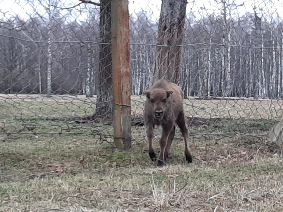 Pašilių stumbrynas priglaudė mamos netekusį stumbriuką