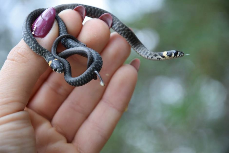 Gyvates fotografuojanti J. Pretkutė: pavojingoji angis – vienas nuostabiausių padarų