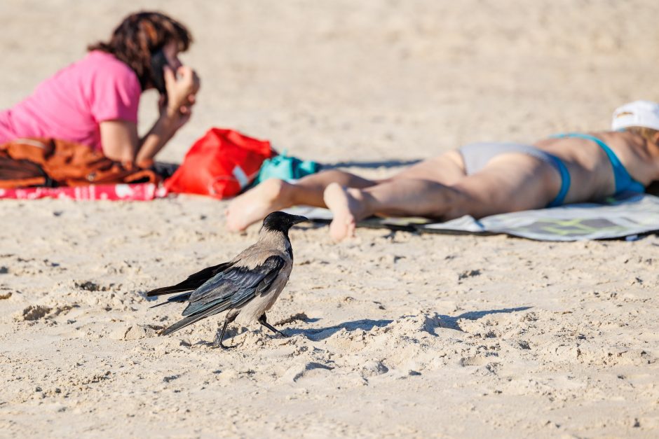 Apie artimiausių dienų orus: kai miestas tampa viena didele sauna, belieka tik prisitaikyti