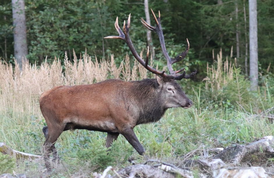 Miškuose vyksta tikras spektaklis – griausmingai baubia besiporuojantys elniai