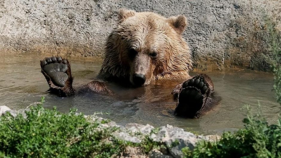 Rumunijoje po turisto žūties nuspręsta išnaikinti beveik 500 lokių