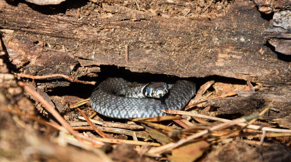 Gyvates fotografuojanti J. Pretkutė: pavojingoji angis – vienas nuostabiausių padarų