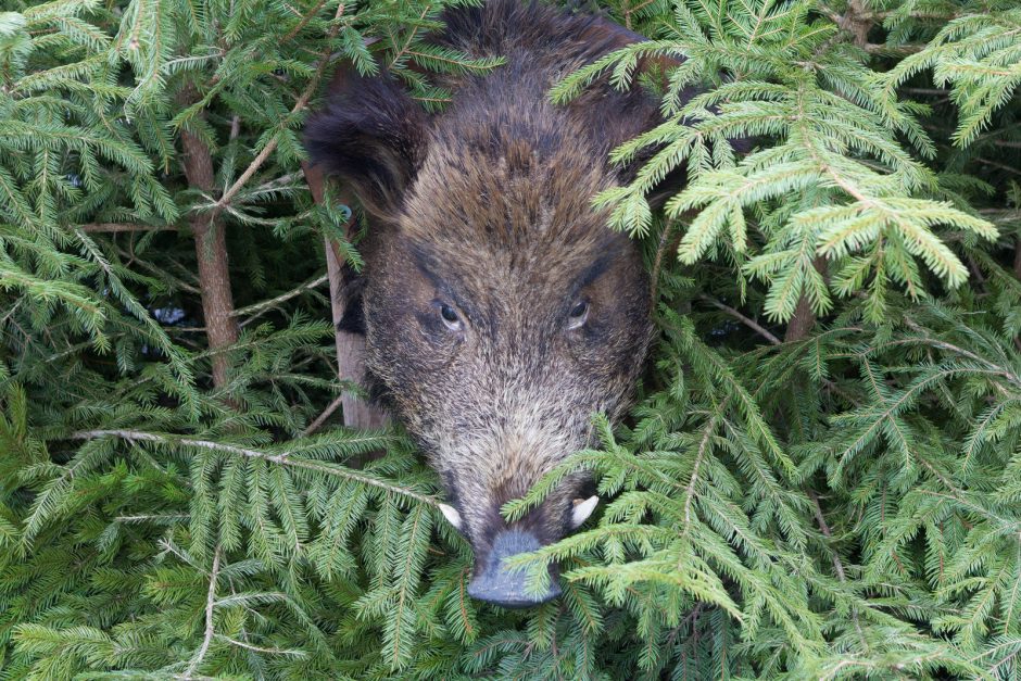 Žemaitijoje – nauji afrikinio kiaulių maro atvejai šernams