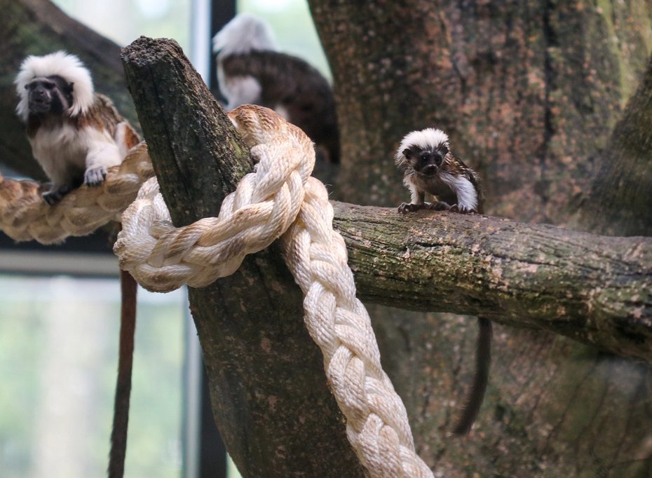 Lietuvos zoologijos sode gimė itin nykstančios Perukinės tamarinos jauniklis