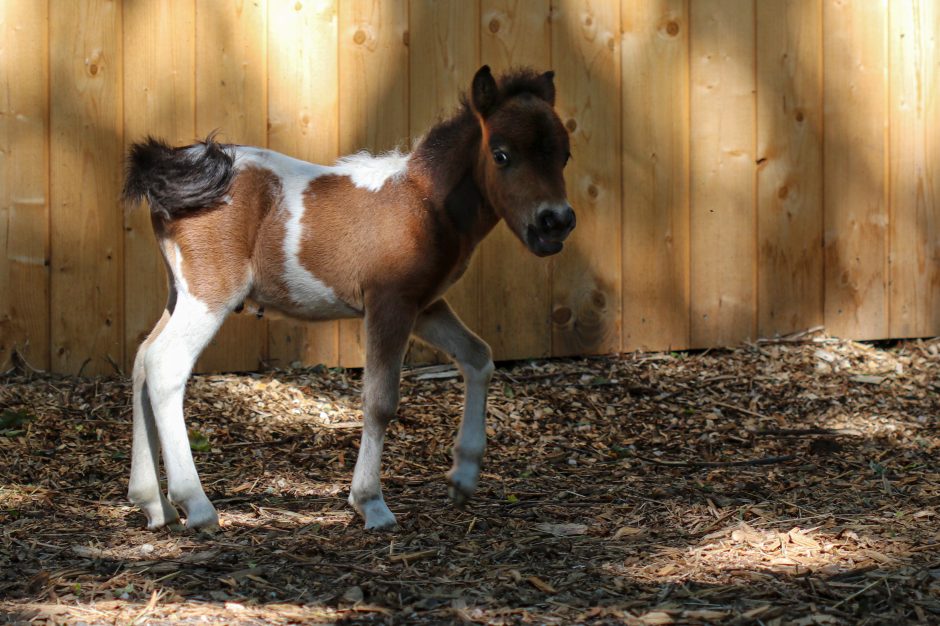 Lietuvos zoologijos sode gimė itin nykstančios Perukinės tamarinos jauniklis