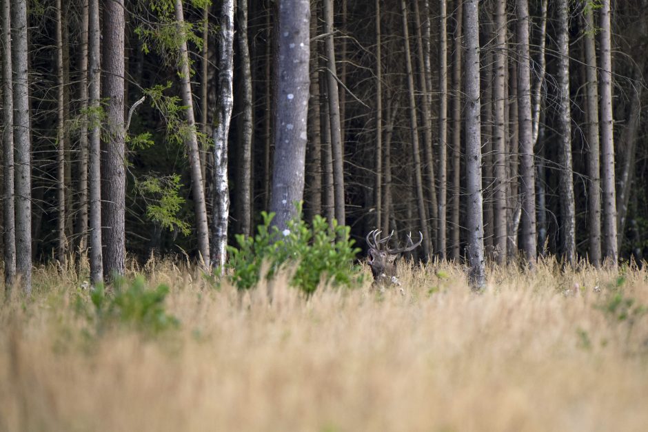 Miškuose vyksta tikras spektaklis – griausmingai baubia besiporuojantys elniai