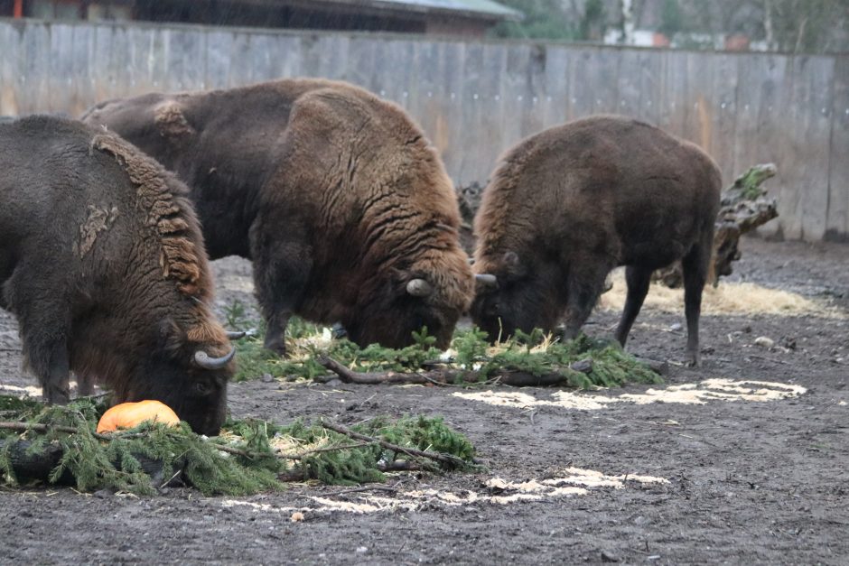 Stumbrų šeima pranašauja 2021-ųjų sėkmę