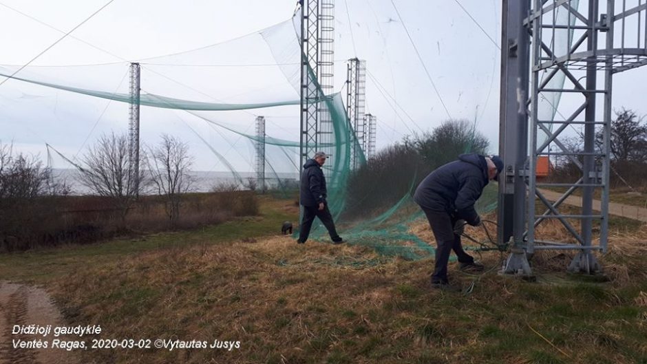 Ventėje keliamos paukščių gaudyklės