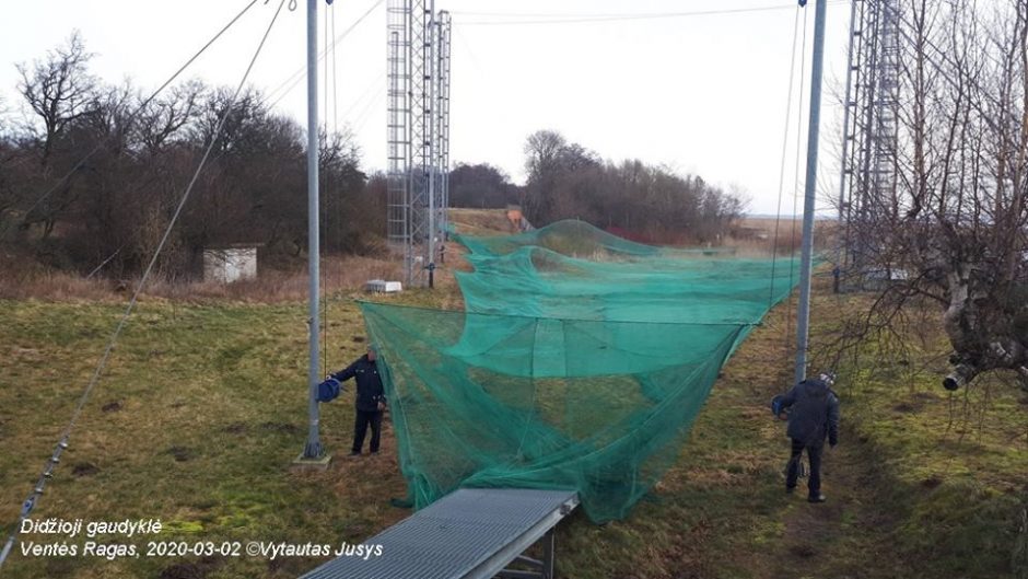 Ventėje keliamos paukščių gaudyklės