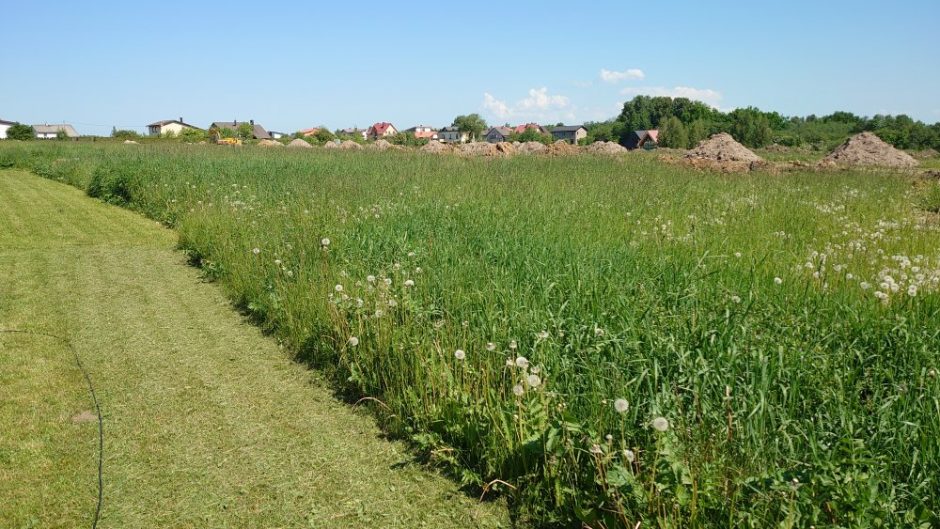 Klaipėdiečiai skundžiasi: tenka bristi per erkių pilnas pievas