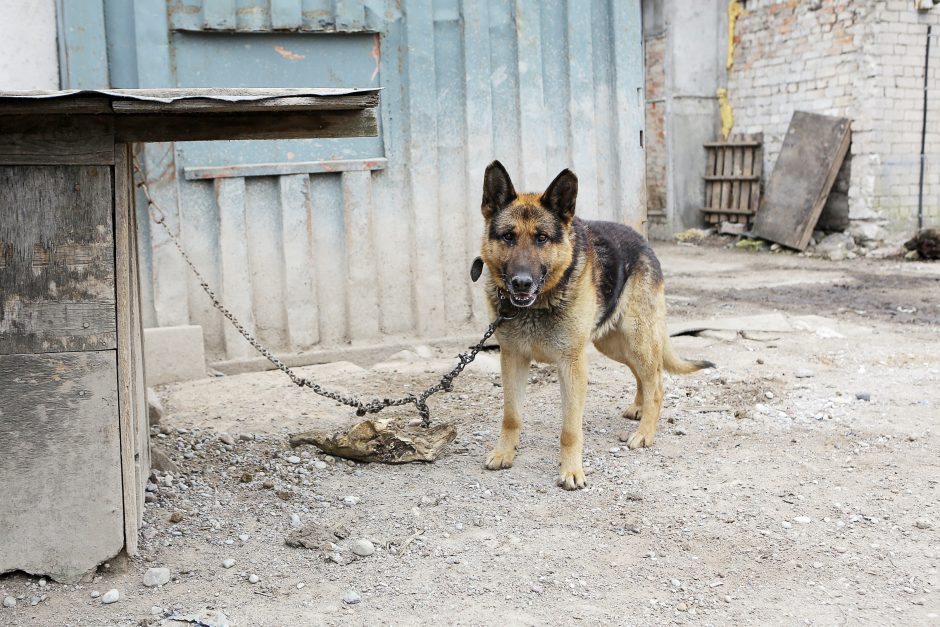 Dėl šunų uostamiestyje – detektyvas: žmonės sunerimę, skaičiuojama tūkstantinė žala