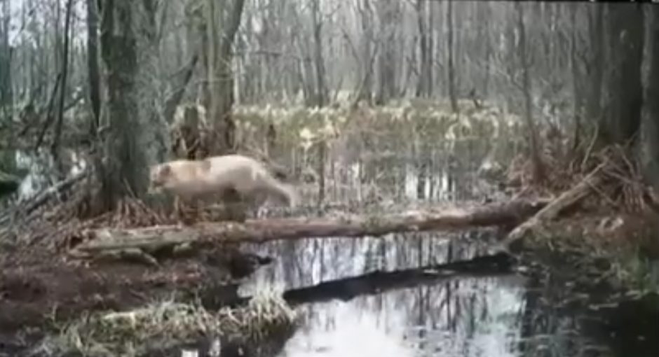 Rezervate – spąstai pažeidėjui: vyrą pamokė pati gamta