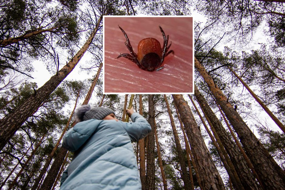 Specialistai įspėja: Girulių miške – aktyvios erkės