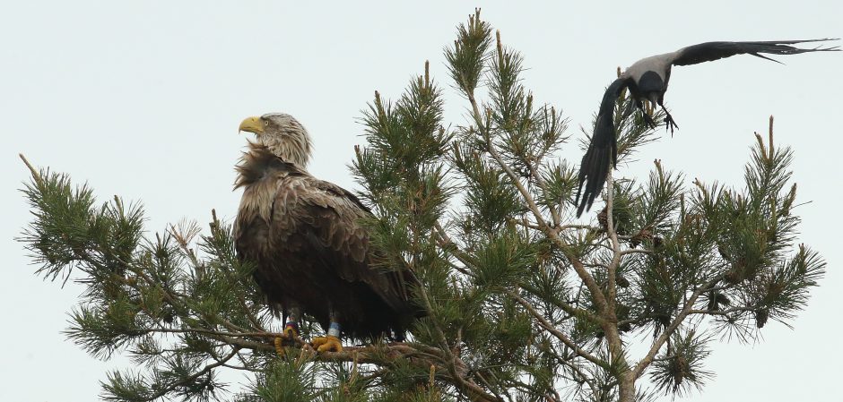 Į padangę kyla būsimi Lietuvos ambasadoriai – jūriniai ereliai