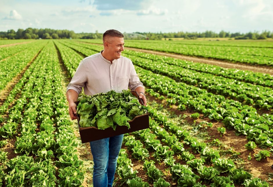 „Lidl“ produkciją tiekiantis ūkininkas: dėl salotų kokybės stengtis reikia kasdien