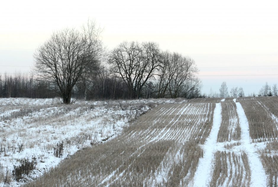 Permainingi žiemos orai kelia rizikų pasėliams ir augalams