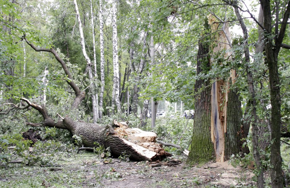 Nupjautas medis virto ir mirtinai sužalojo panevėžietį