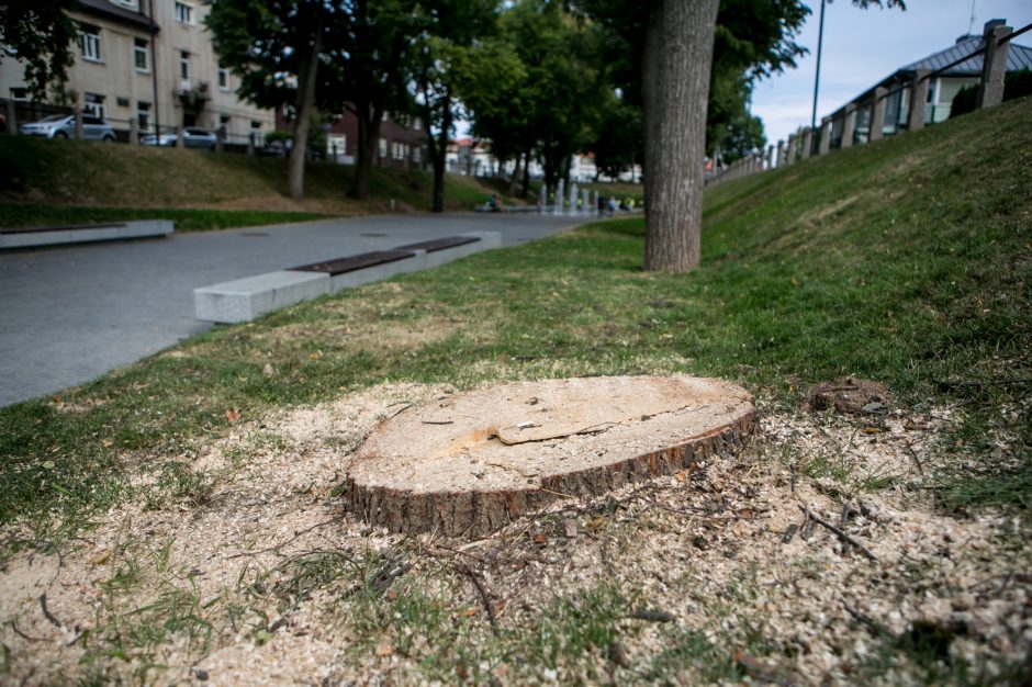 Kauniečiai sukluso: prie Kauko laiptų vėl pjauna medžius?