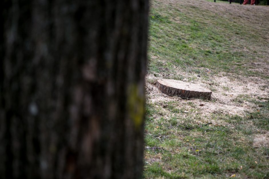 Kauniečiai sukluso: prie Kauko laiptų vėl pjauna medžius?