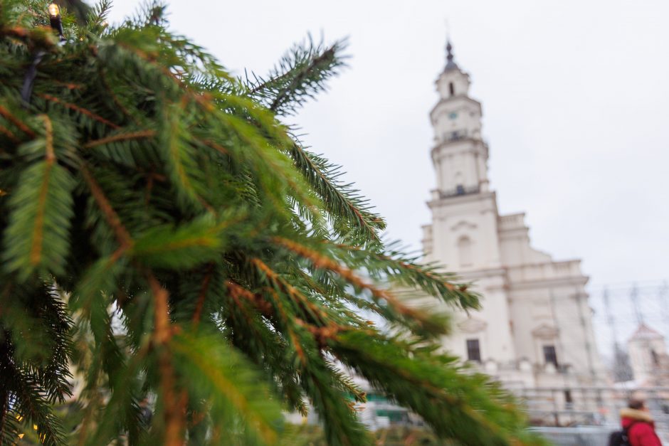 Kalėdų eglės įžiebimas Kaune – su žvaigdžių skliautu ir be fejerverkų 