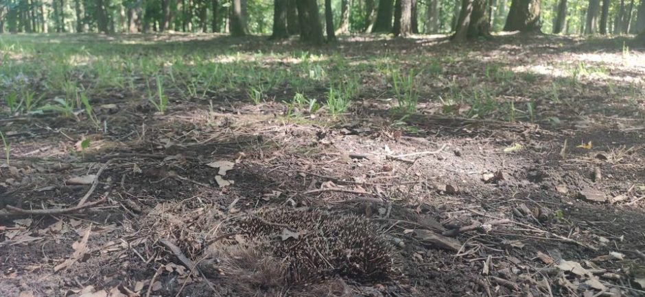 Pasivaikščiojimas Ąžuolyne: negyvų ežiukų neskaičiavau ir nerinkau 